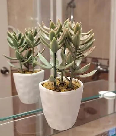 Royal Park Pacos פואנגירולה